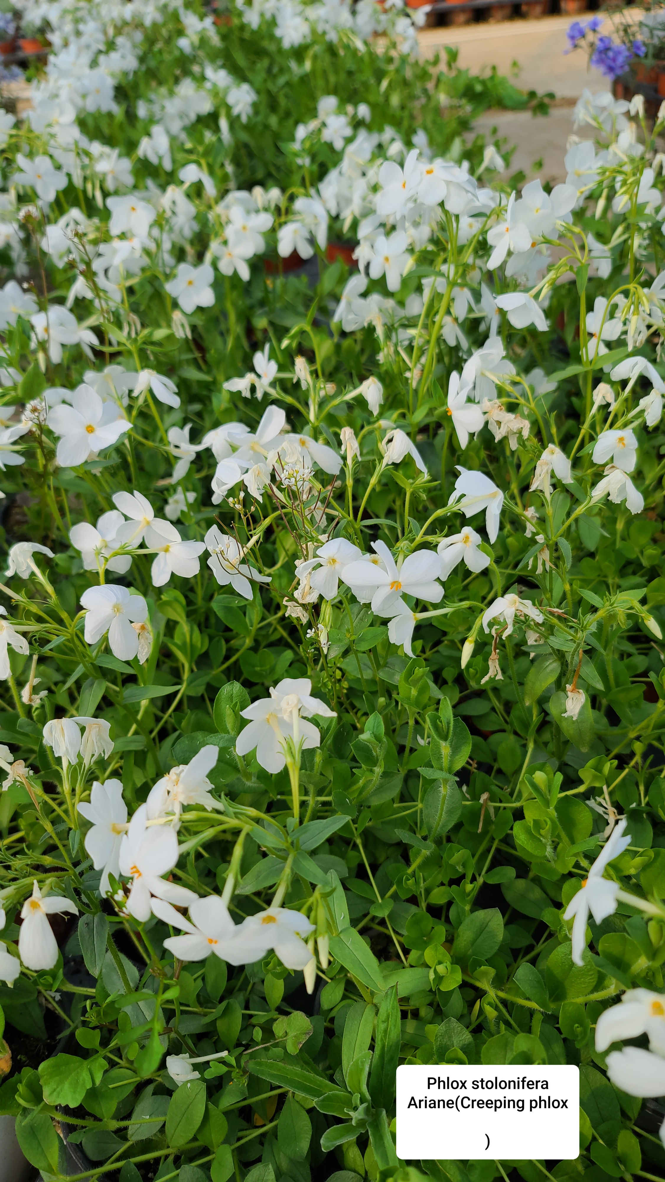 Phlox stolonifera 'Ariane'